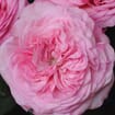 Garden Rose Mariatheresia Pink - Bulk