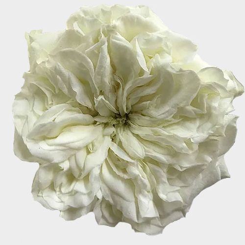 Garden Rose Mayras White - Bulk