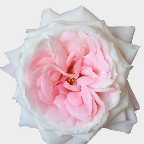 スカート MILK Garden Rose SK Garden Rose Mayras Bridal Pink - Bulk - Wholesale - Blooms