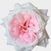 Garden Rose Mayras Bridal Pink - Bulk