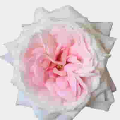 Garden Rose Mayras Bridal Pink - Bulk