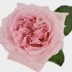 Garden Rose Pink O'hara Light Pink - Bulk