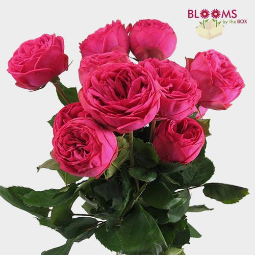 Bulk flowers online - Garden Rose Pink Piano Dark Pink - Bulk