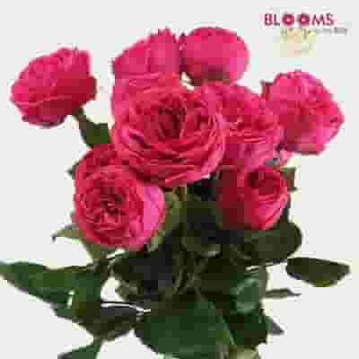 Garden Rose Pink Piano Dark Pink - Bulk