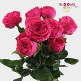 Garden Rose Pink Piano Dark Pink - Bulk