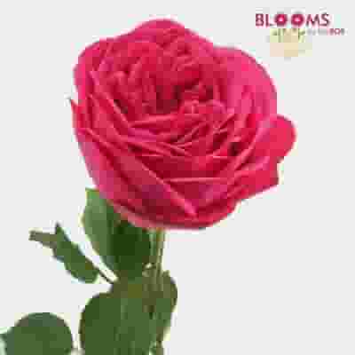 Garden Rose Pink Piano Dark Pink - Bulk