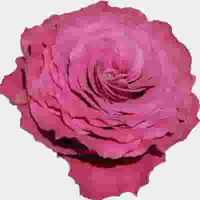 Garden Rose Precious Moments Dark Pink - Bulk