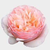 Garden Rose Princess Charlene Pink - Bulk