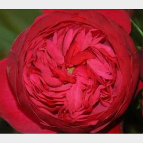 Garden Rose Piano Red - Bulk