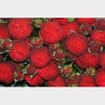 Garden Rose Piano Red - Bulk