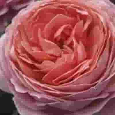 Garden Rose Romantic Antike Pink - Bulk