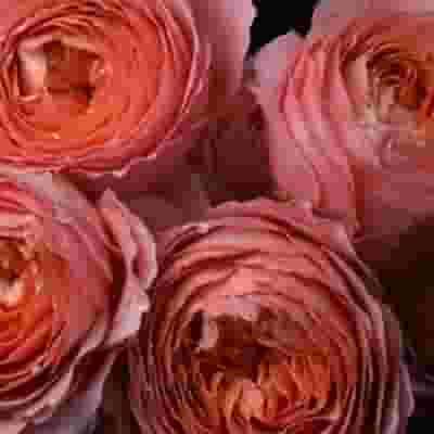 Garden Rose Romantic Antike Pink - Bulk