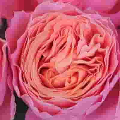 Garden Rose Rosa Loves Me Pink - Bulk