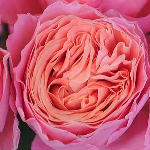 Garden Rose Rosa Loves Me Pink - Bulk