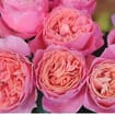 Garden Rose Rosa Loves Me Pink - Bulk