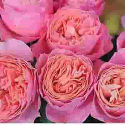 Garden Rose Rosa Loves Me Pink - Bulk