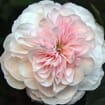 Garden Rose Sabrina Light Pink - Bulk