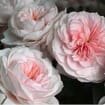 Garden Rose Sabrina Light Pink - Bulk