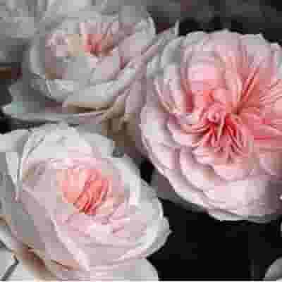 Garden Rose Sabrina Light Pink - Bulk