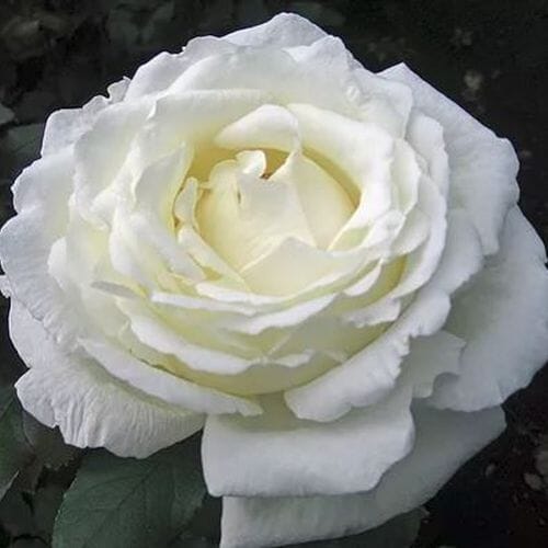 Bulk flowers online - Garden Rose Vitality Ivory - Bulk