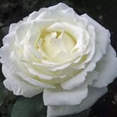 Garden Rose Vitality Ivory - Bulk
