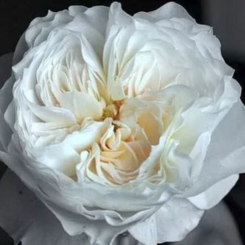 Wholesale flowers: Garden Rose White Cloud White - Bulk
