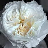 Garden Rose White Cloud White - Bulk