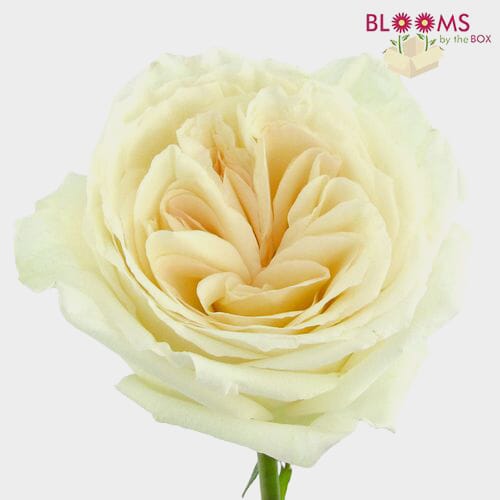 Wholesale flowers prices - buy Garden Rose White O'hara - Bulk in bulk