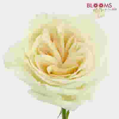 Garden Rose White O'hara - Bulk