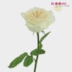 Garden Rose White O'hara - Bulk