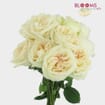 Garden Rose White O'hara - Bulk