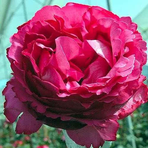 Garden Rose Yves Piaget Pink - Bulk