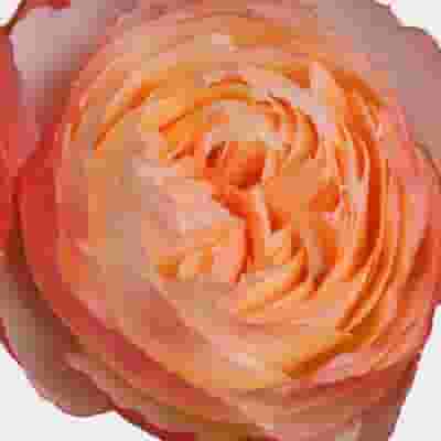 Garden Rose Princess Aiko Peach - Bulk