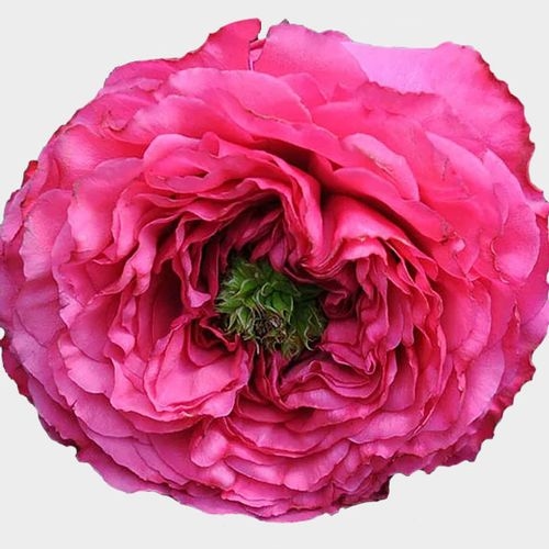Garden Rose Princess Kishi Hot Pink Bulk Wholesale Blooms By The Box
