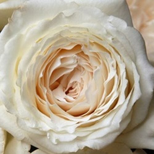 Wholesale flowers prices - buy Garden Rose Princess Miyuki White - Bulk in bulk
