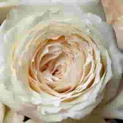 Garden Rose Princess Miyuki White - Bulk
