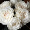 Garden Rose Princess Miyuki White - Bulk