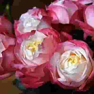 Garden Rose Princess Suki Bi-color - Bulk
