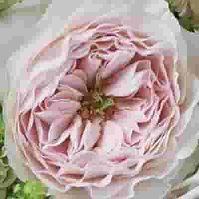 Garden Rose Charity Light Pink - Bulk