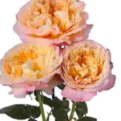 Garden Rose Edith Bi-color - Bulk