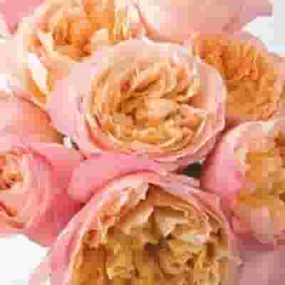 Garden Rose Edith Bi-color - Bulk