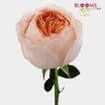 Garden Rose Juliet Peach - Bulk