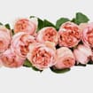 Garden Rose Juliet Peach - Bulk