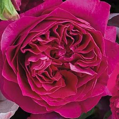 Garden Rose Kate Hot Pink - Bulk - Wholesale - Blooms By The Box