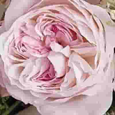 Garden Rose Keira Pink - Bulk