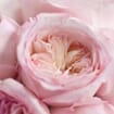 Garden Rose Keira Pink - Bulk