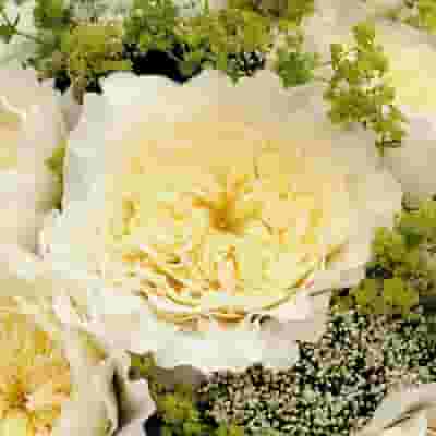 Garden Rose Patience White - Bulk