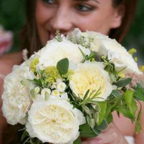 Garden Rose Patience White - Bulk