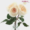 Garden Rose Purity Light Peach - Bulk