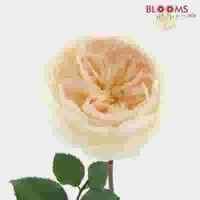 Garden Rose Purity Light Peach - Bulk